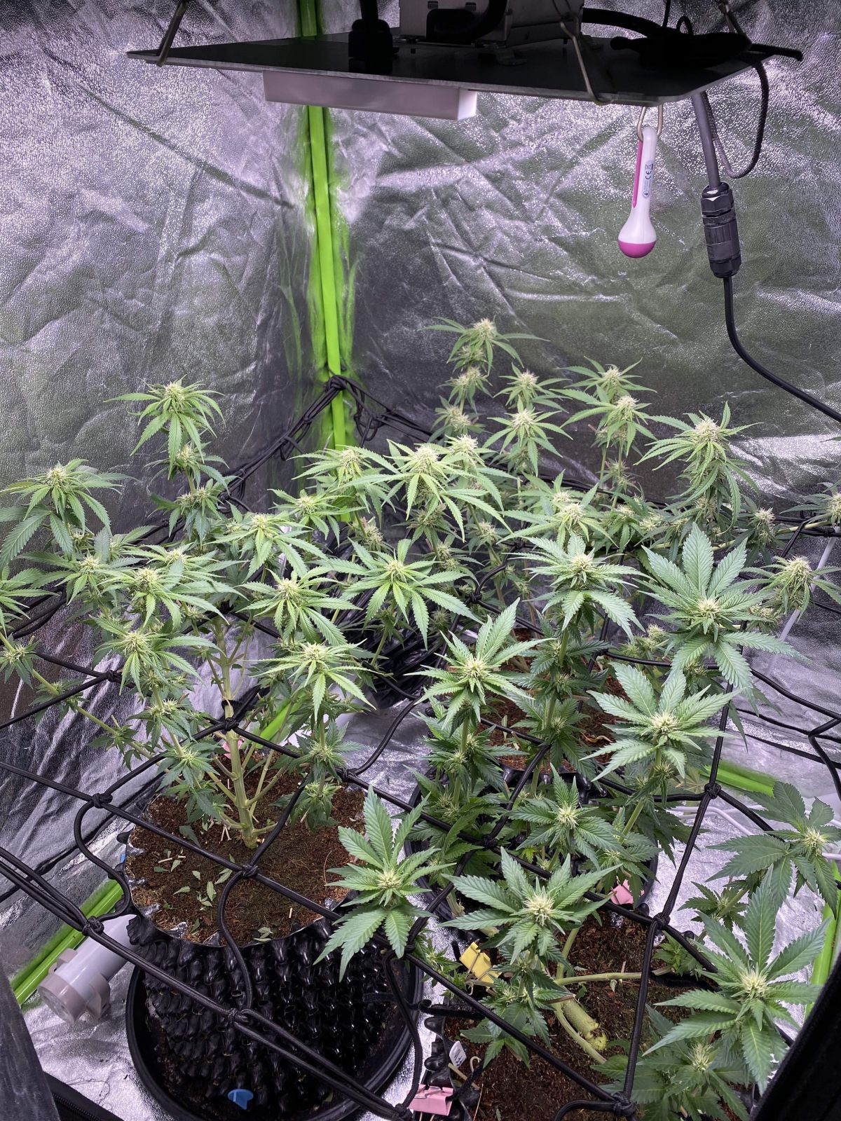 1878282_fastbuds-fft3-grow-journal-by-buddingbuddafastbudsfft3.jpg Buddingbuddha