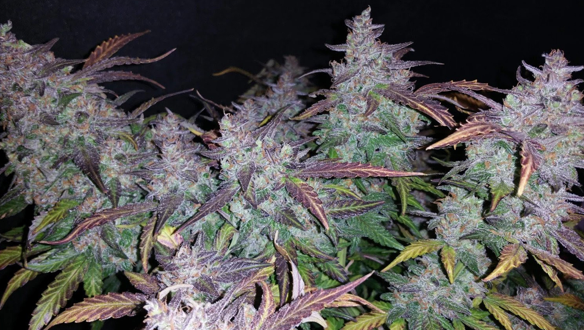 The top 5 fastest autos: fastberry auto