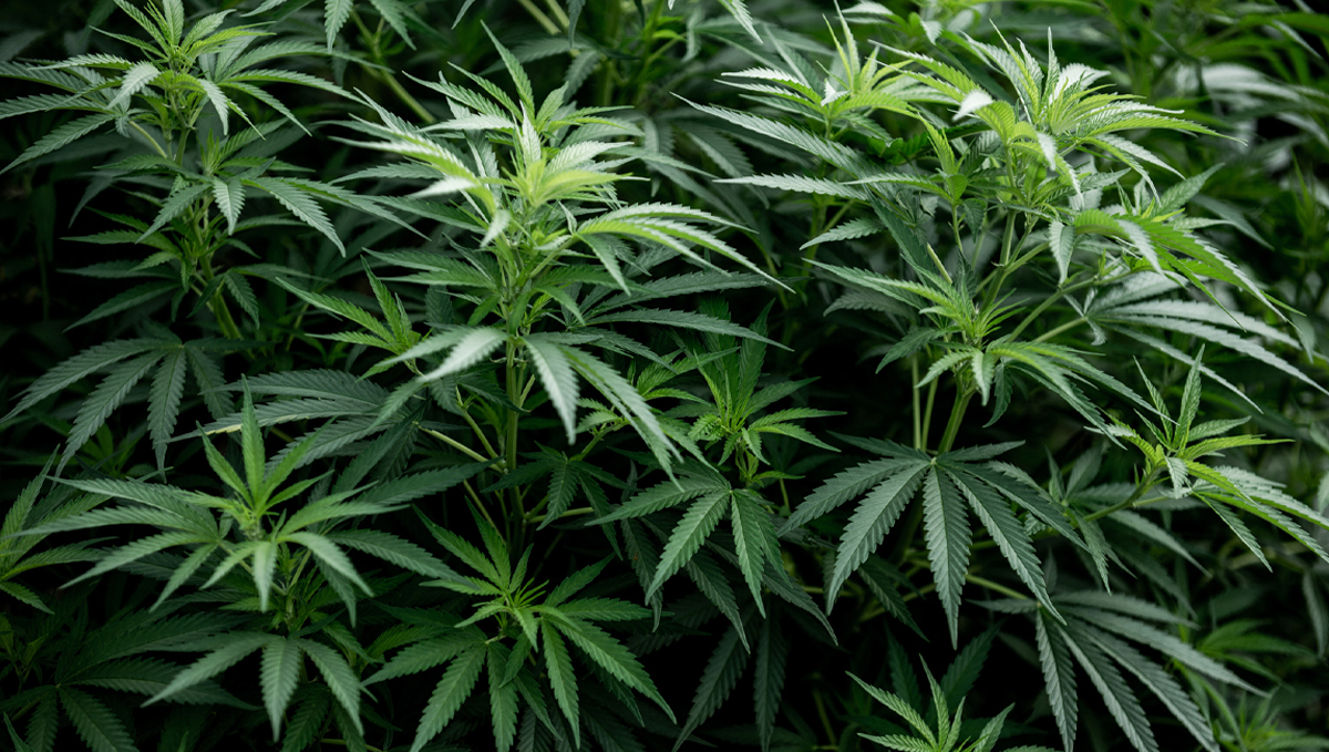 Shogun usage guide: geisha foliar