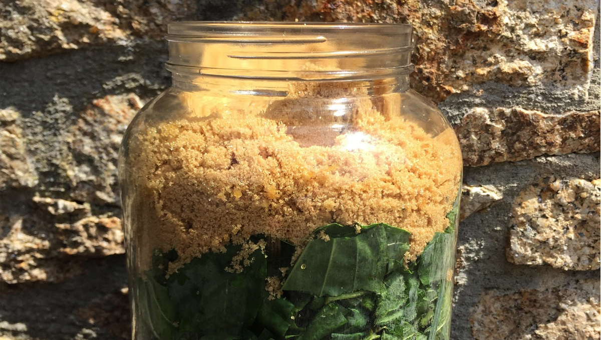 Korean natural farming: fermented plant juice Korean natural farming: fermented plant juice