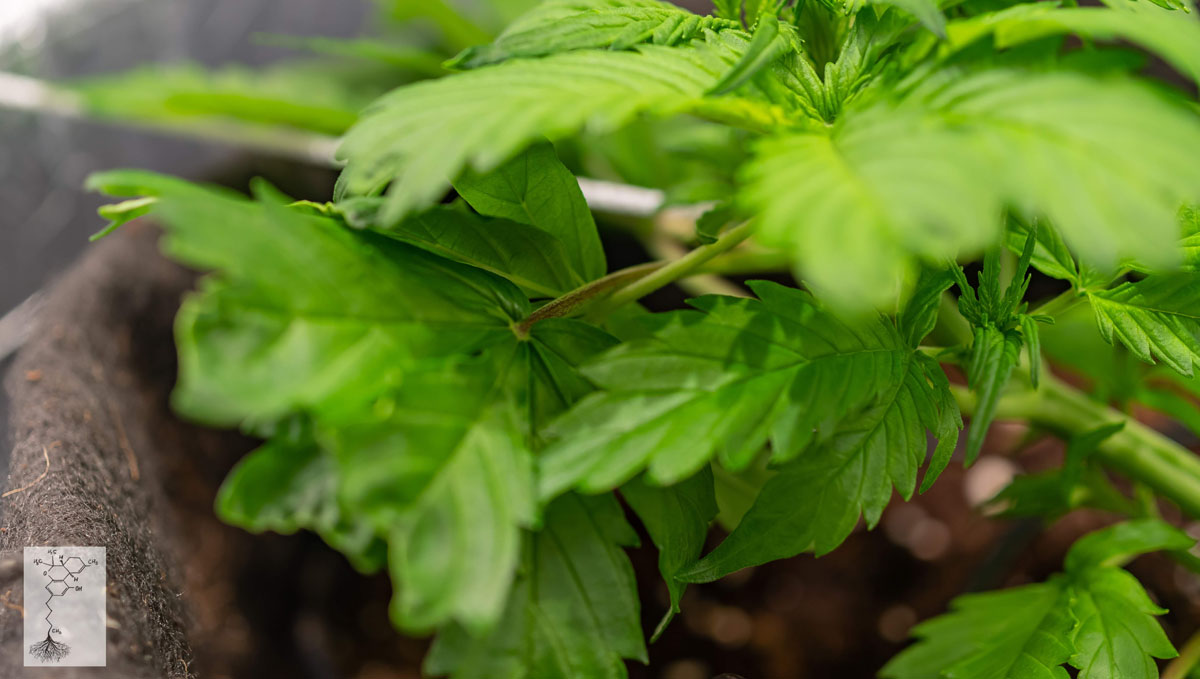 Gorilla Cookies Auto, guía semanal de la variedad: Leaf Tucking Gorilla Cookies Auto, guía semanal de la variedad: Leaf Tucking