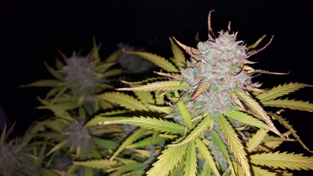 fastbuds tangie matic by growcacola.jpg