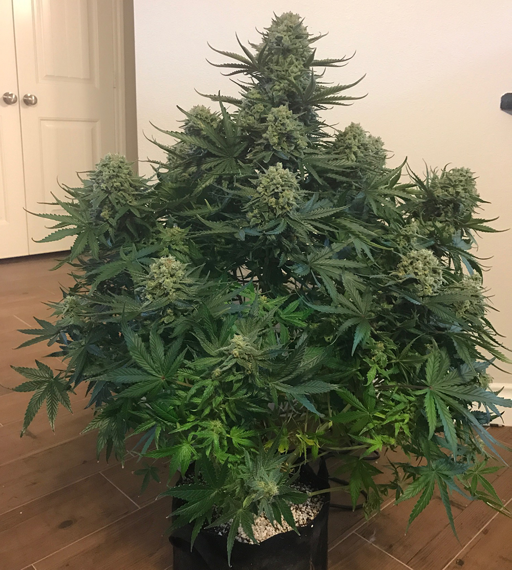 girl-scout-cookies.jpg Fast Buds Girl Scout Cookies grown indoors