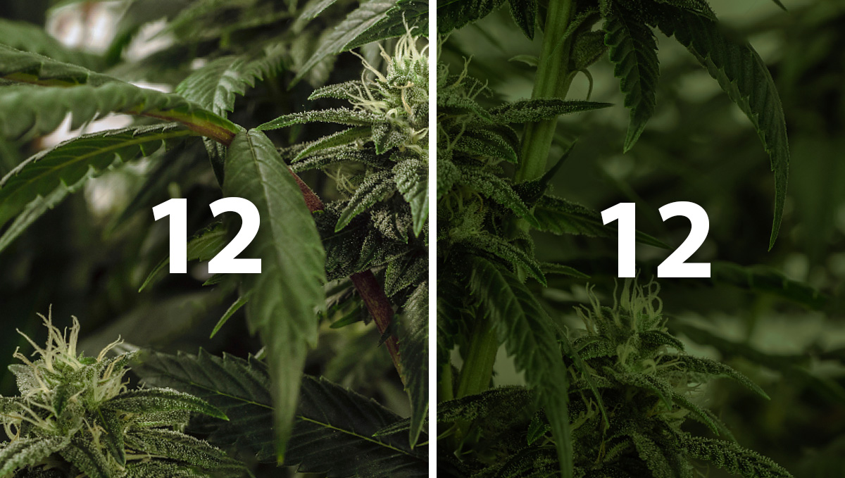 Wie Viele Stunden Licht Braucht Eine Hanfpflanze upload.2fast4buds.com