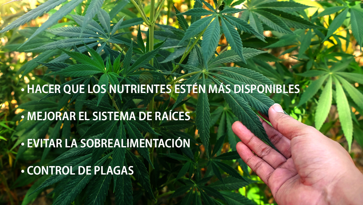  Beneficios de los microorganismos: beneficios