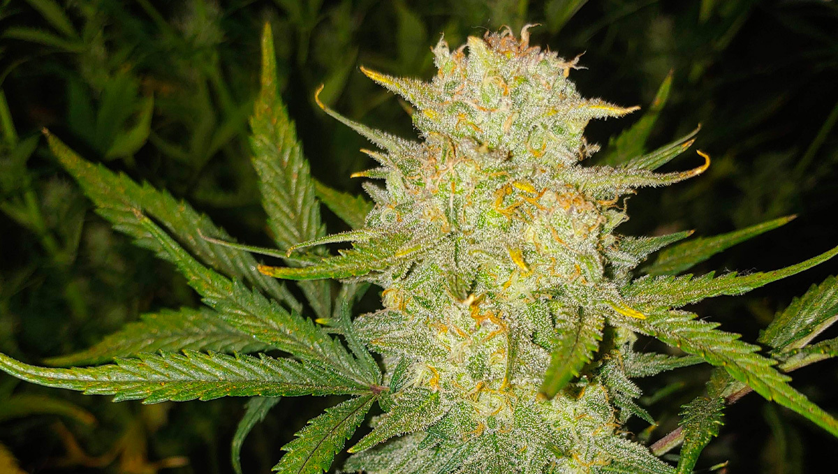 Original Auto Cheese