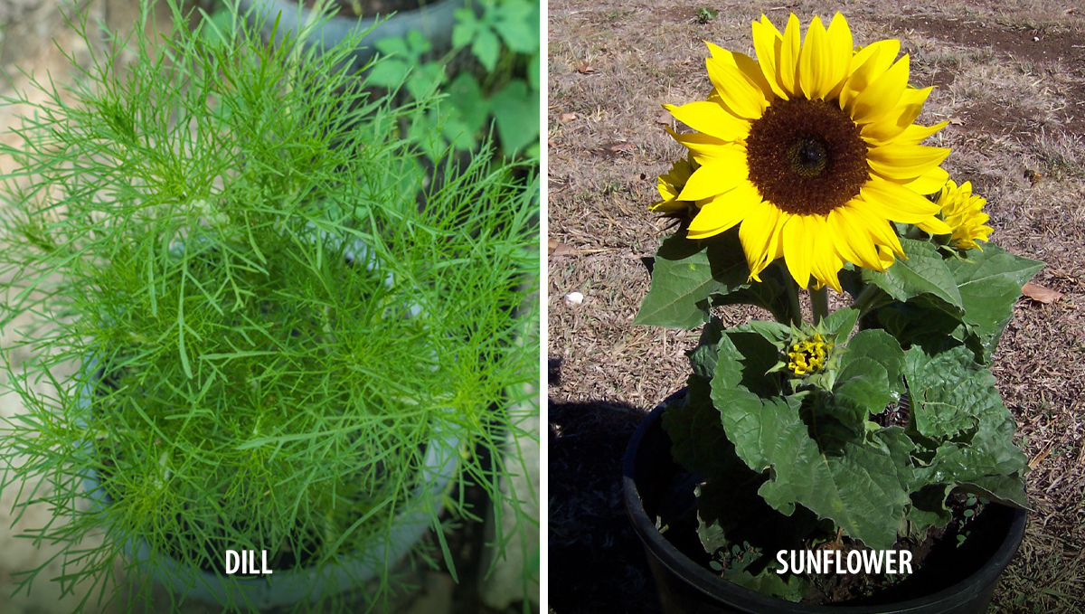 Companion plants for cannabis: attractors Companion plants for cannabis: attractors