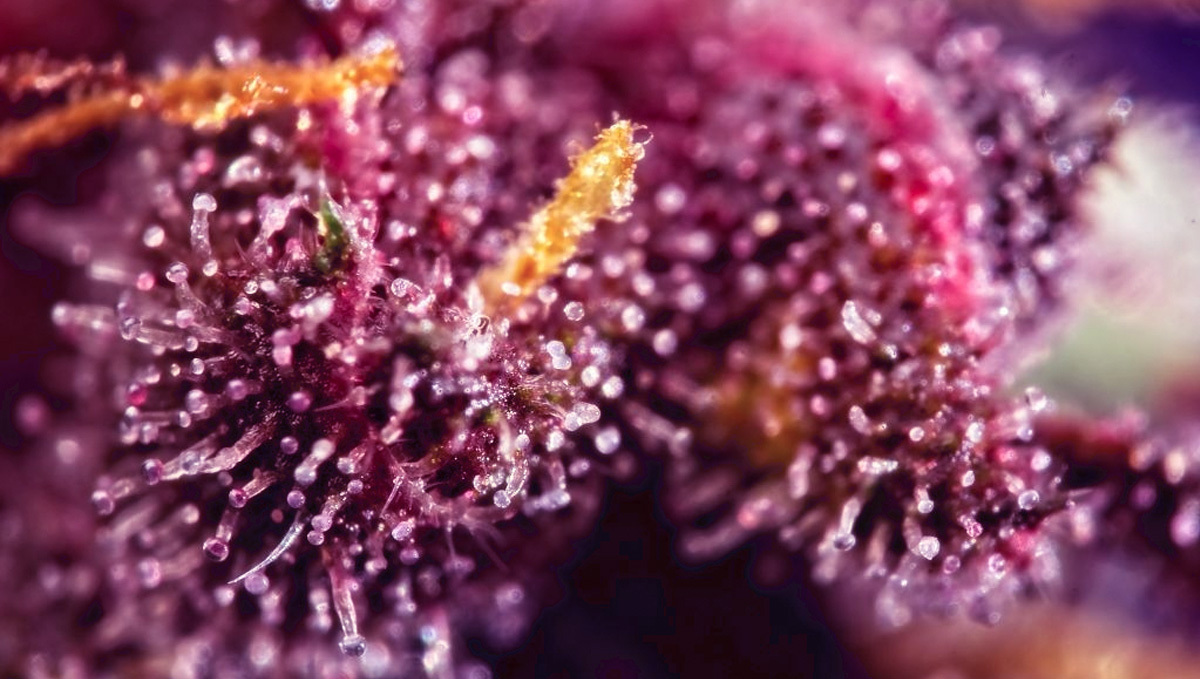 Purple Trichomes on a cannabis plant