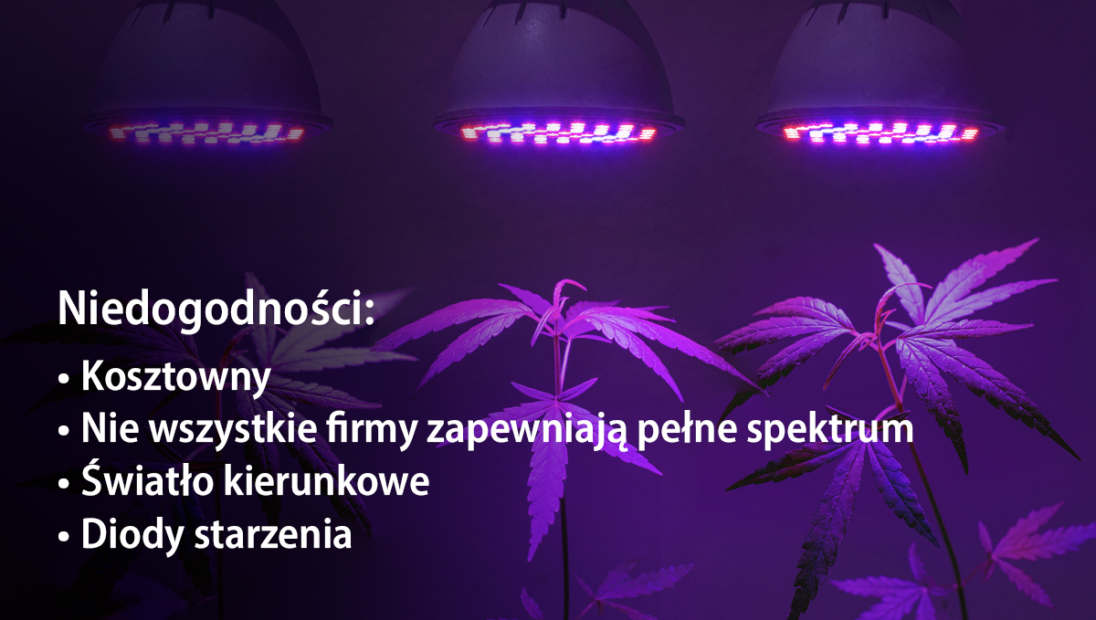 Grow Autoflowers with LEDs: advantages