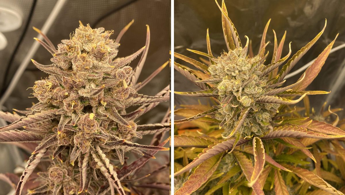 Gorilla Cookies Auto, guía semanal de la variedad: Cogollos muy guapos Gorilla Cookies Auto, guía semanal de la variedad: Cogollos muy guapos