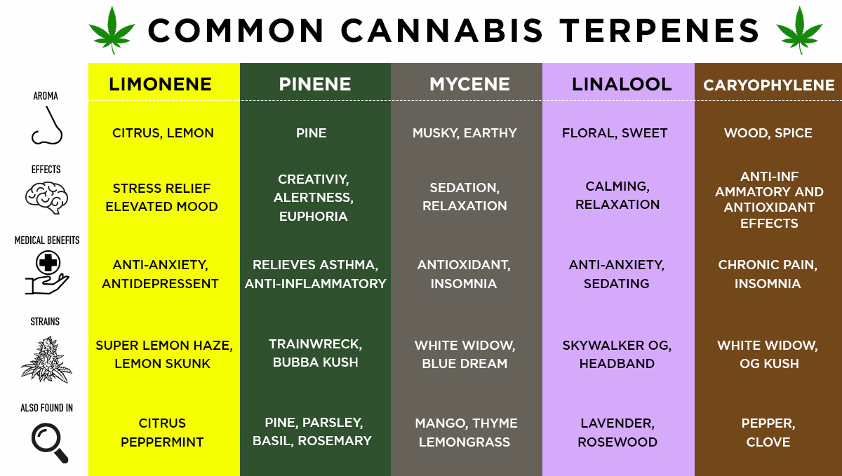 Most common terpenes Most common terpenes