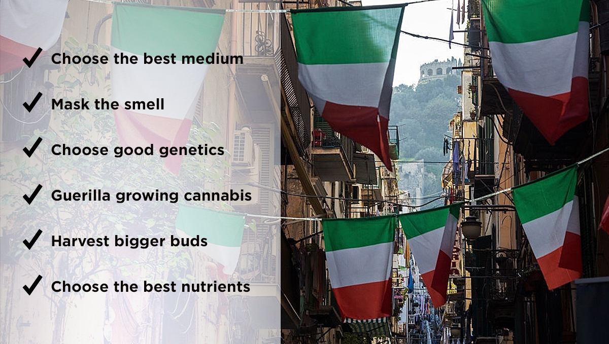 Top tips for growing cannabis outdoors in Italy