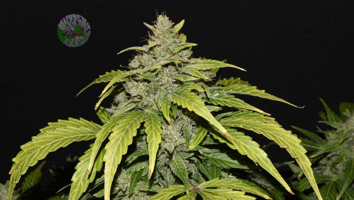 Can autoflowers grow in winter: cbd auto 20:1 Can autoflowers grow in winter: cbd auto 20:1