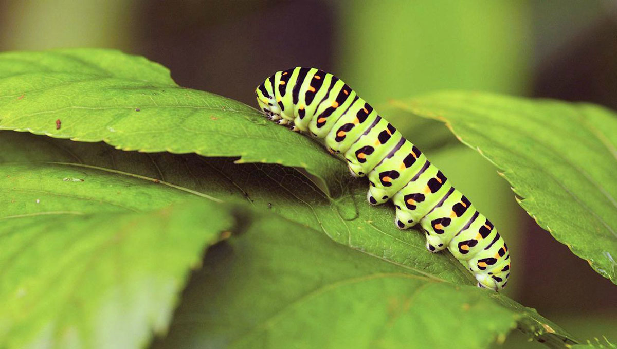Caterpillars are a common pest found in cannabis plants. Caterpillars are a common pest found in cannabis plants.