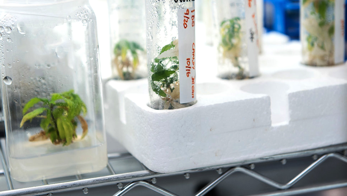 Cannabis plant tissue culture: step-by-step guide