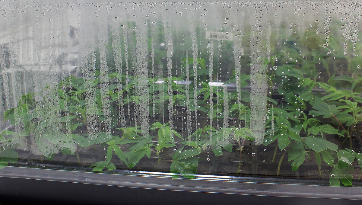 Indoor growing emergencies: humidity Indoor growing emergencies: humidity