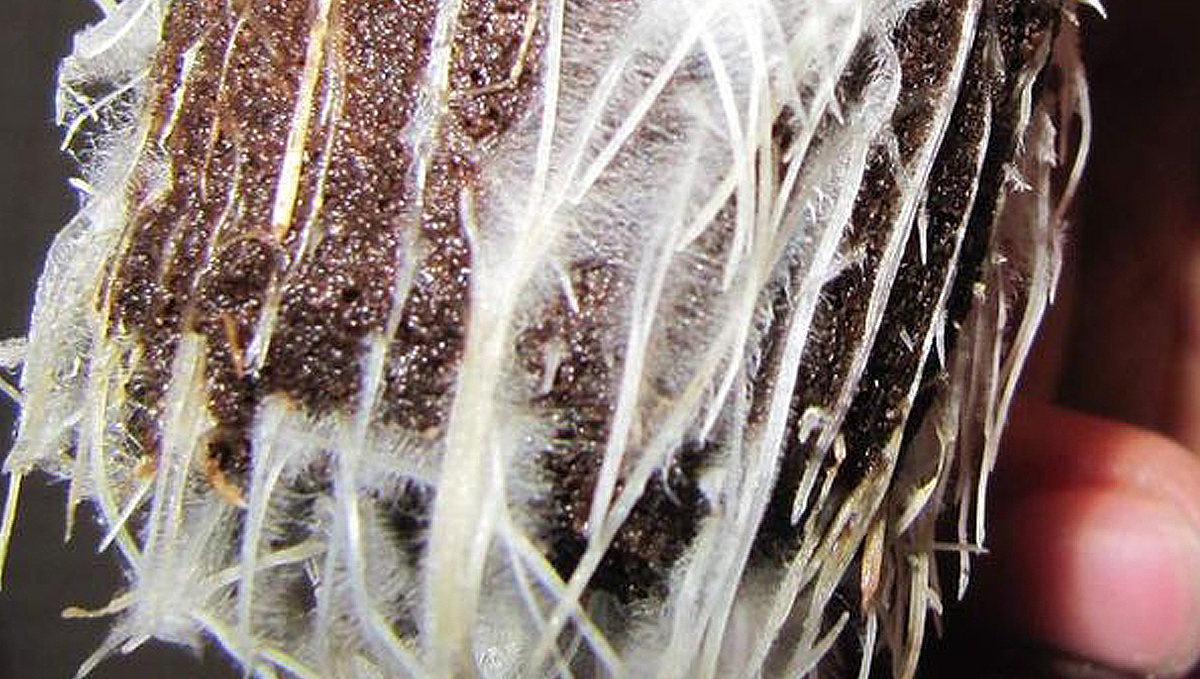 Cannabis and mycorrhizae: how they work Cannabis and mycorrhizae: how they work