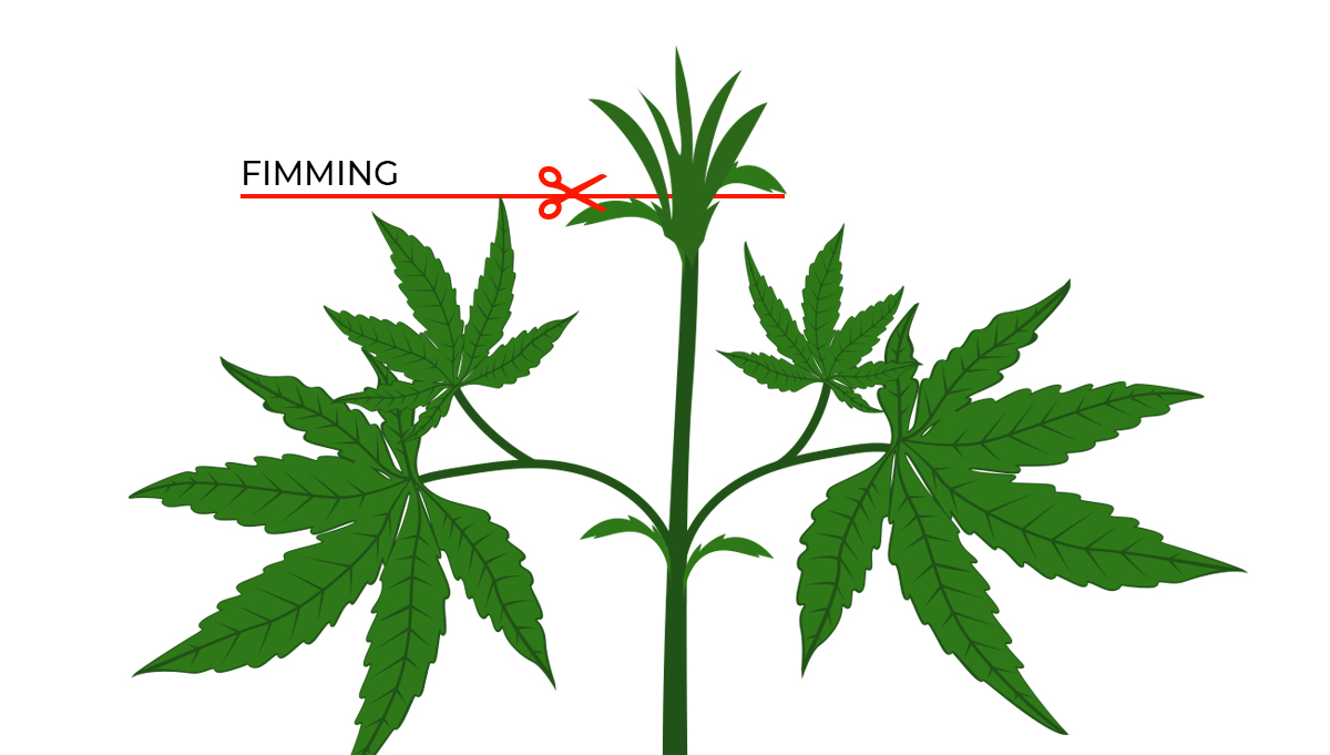 Top 4 training techniques for autos: fimming
