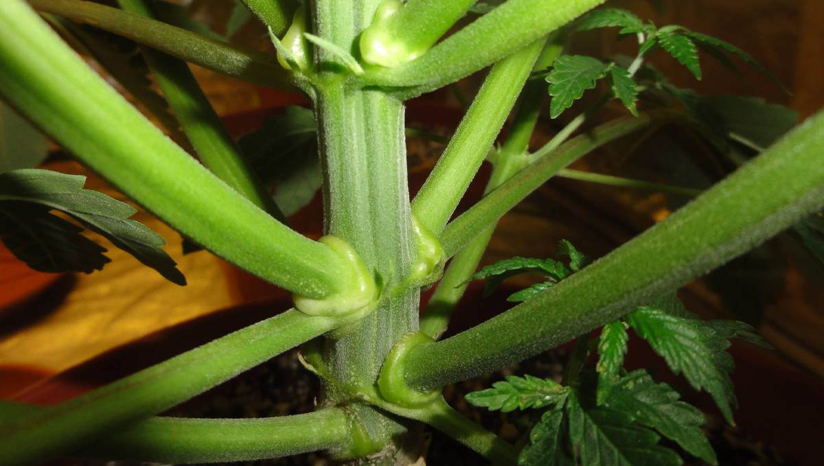 Cannabis plants anatomy: branches and stems