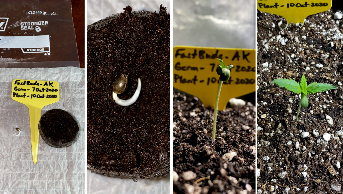 AK auto cannabis strain: week 1