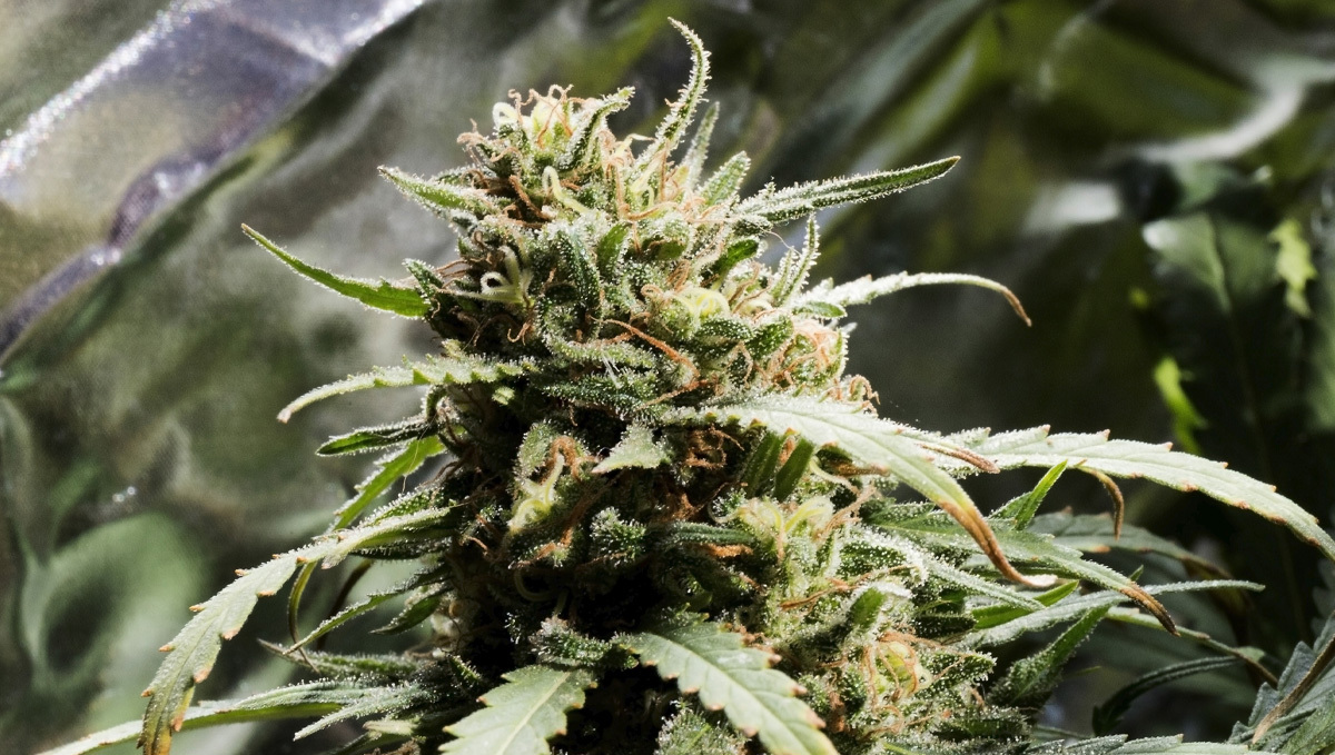 Aptus usage guide: p-boost