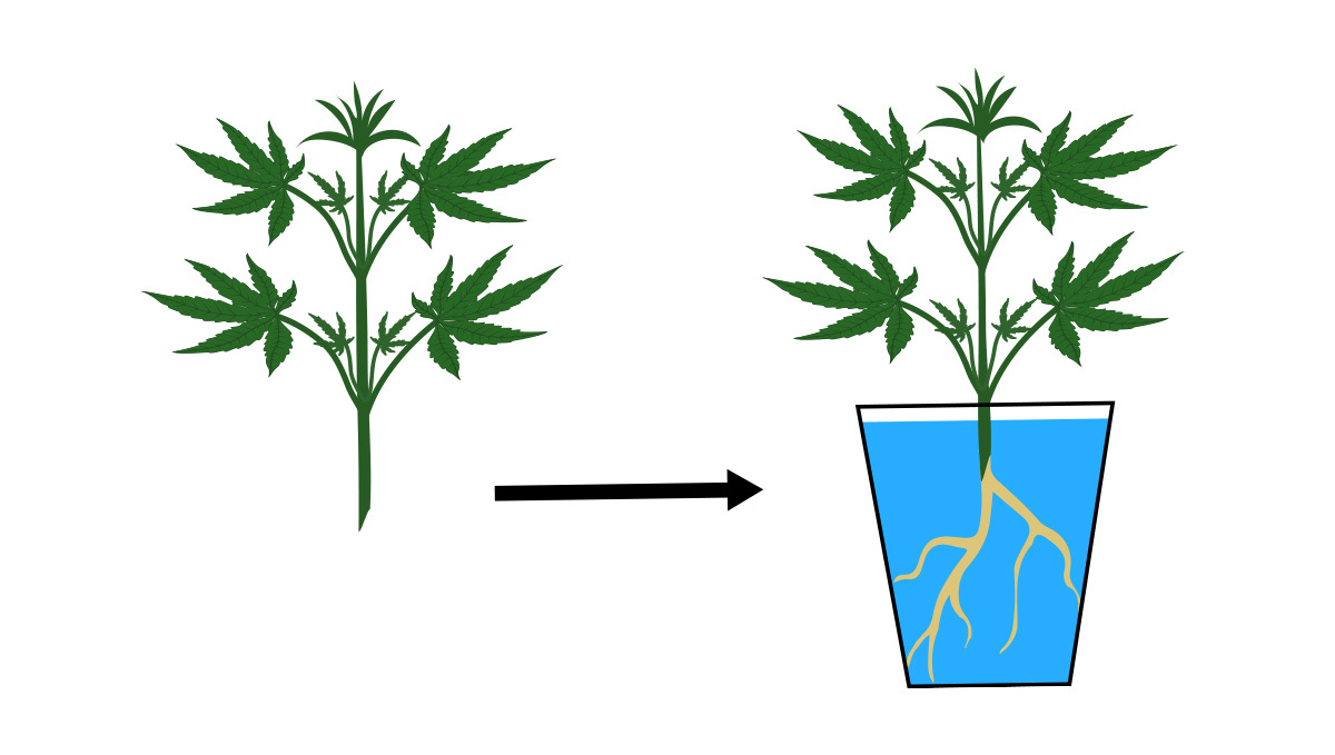 Monster cropping: how to root clones