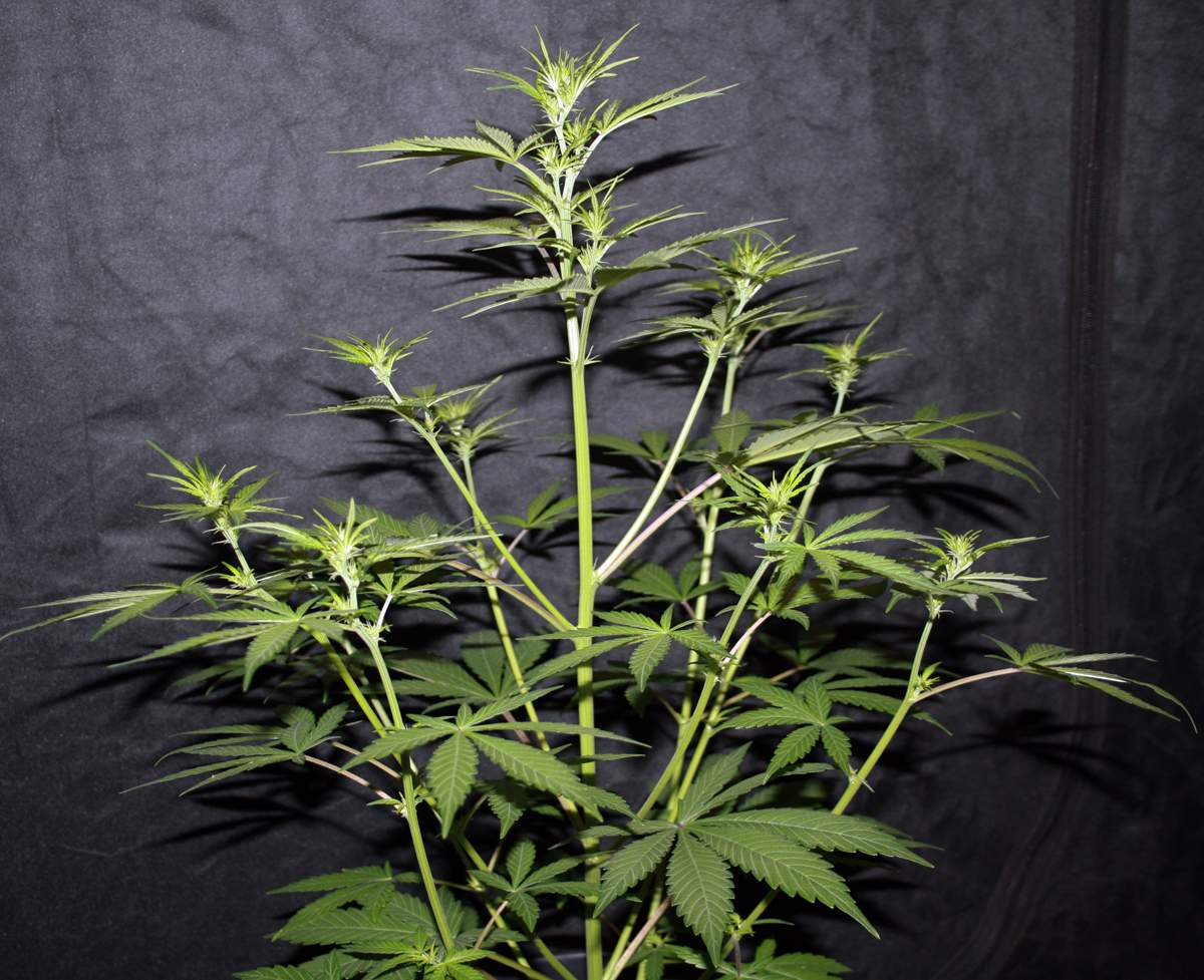 218081_item-9-existsfastbudspineapple-express.jpg Pineapple Express by Squirrel_master