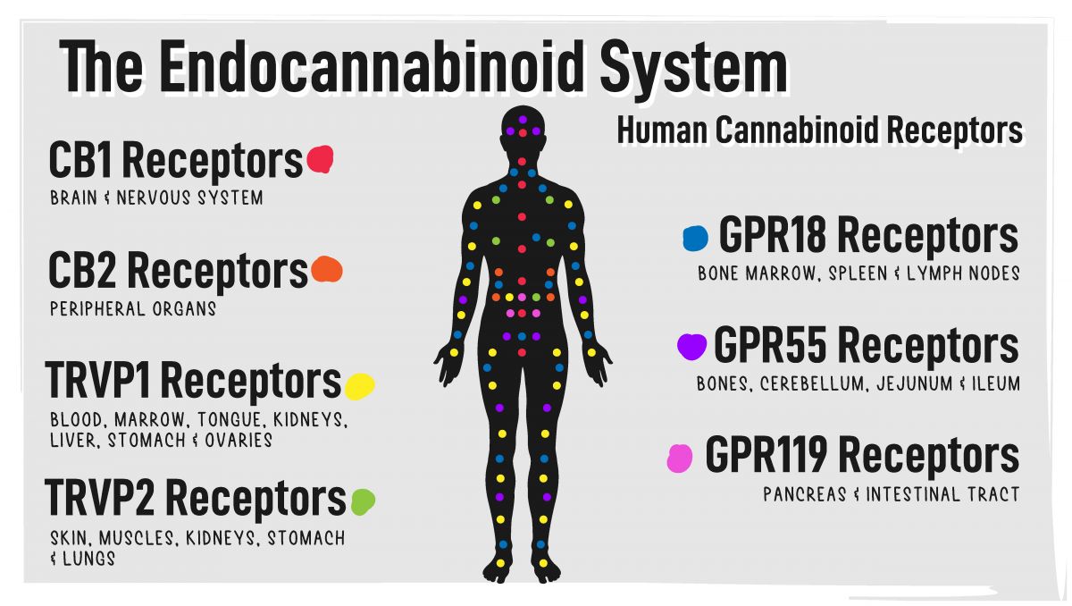 What happens when you stop consuming weed: cannabinoid receptors