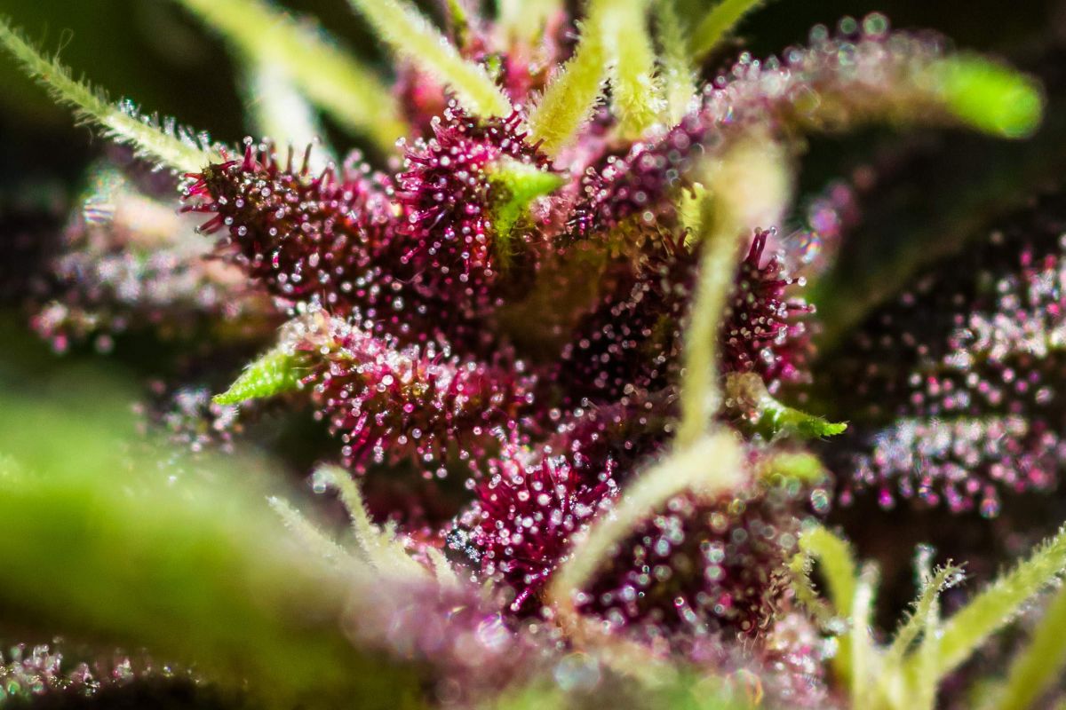 Fastbuds blackberry by Shinsimilla