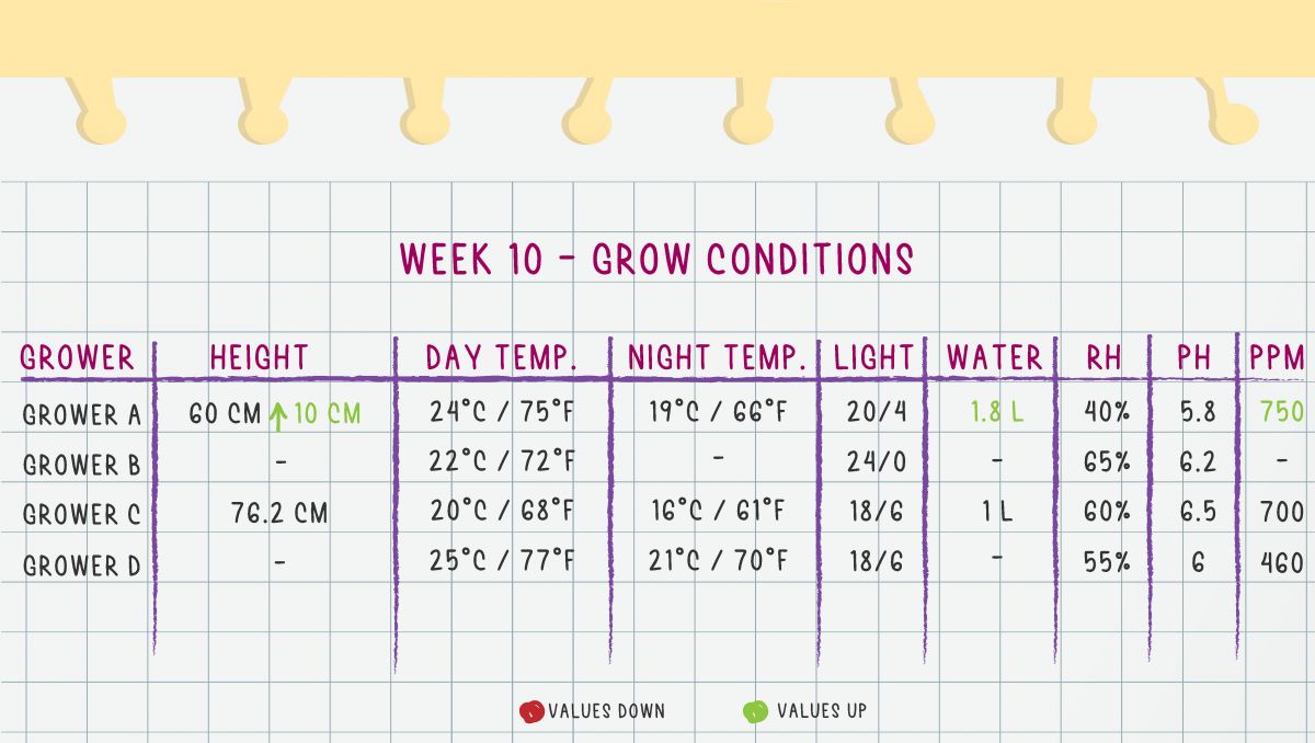Gorilla Cookies Auto, guía semanal de la variedad: Semana 10 condiciones de cultivo Gorilla Cookies Auto, guía semanal de la variedad: Semana 10 condiciones de cultivo