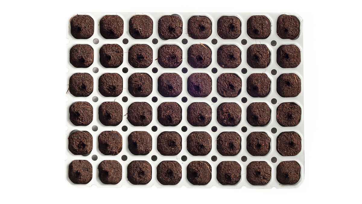 Detailaufnahme einer Keimkammer für Cannabissamen von oben