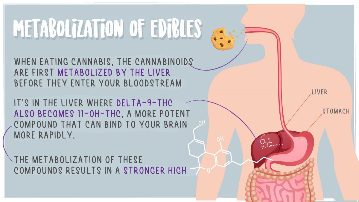 Edibles impact on your brain: metbolization of edibles Edibles impact on your brain: metbolization of edibles