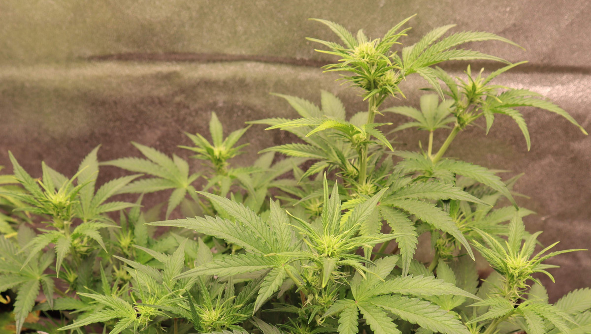 Orange Sherbet Auto Cannabis Strain Week-by-Week Guide: A weed plant at the beginning of flowering