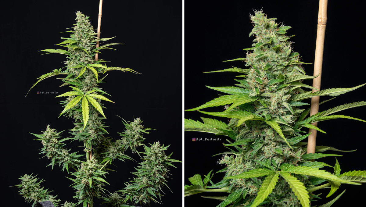 Top 5 highest THC auto: orange sherbet auto Top 5 highest THC auto: orange sherbet auto