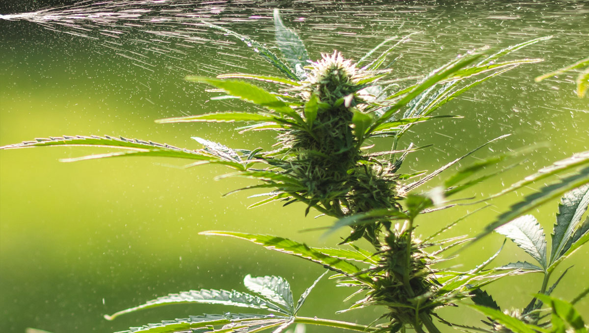 Shower your cannabis plants with water to remove a stink bug pest. Shower your cannabis plants with water to remove a stink bug pest.