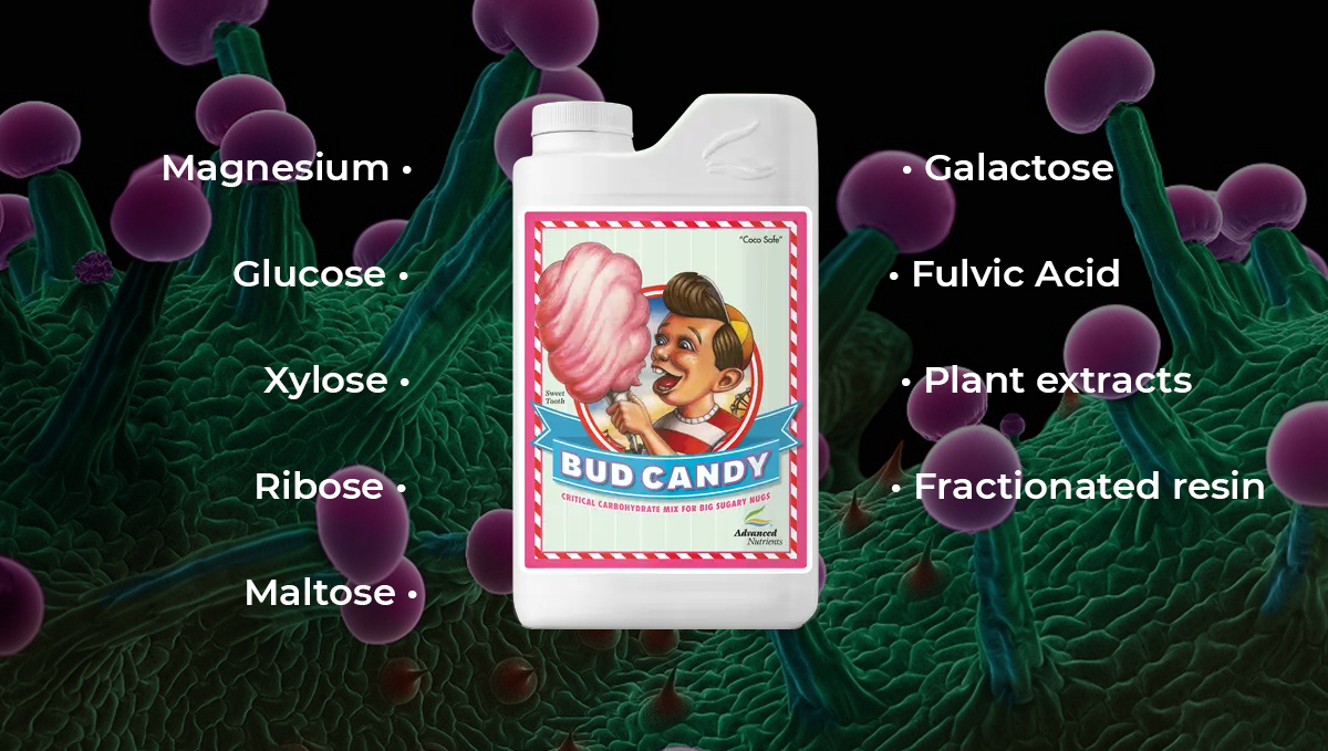 Advanced nutrients for autoflowers: bud candy