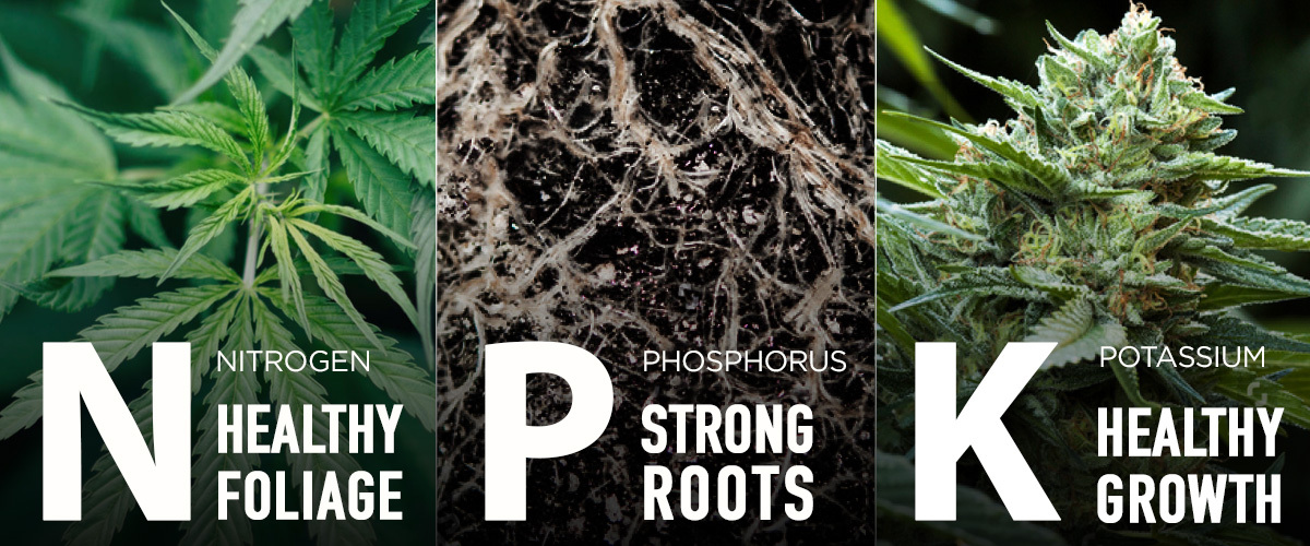 Bestes Düngeschema für Autos: Makronährstoffe in der Wachstumsphase Bestes Düngeschema für Autos: Makronährstoffe in der Wachstumsphase