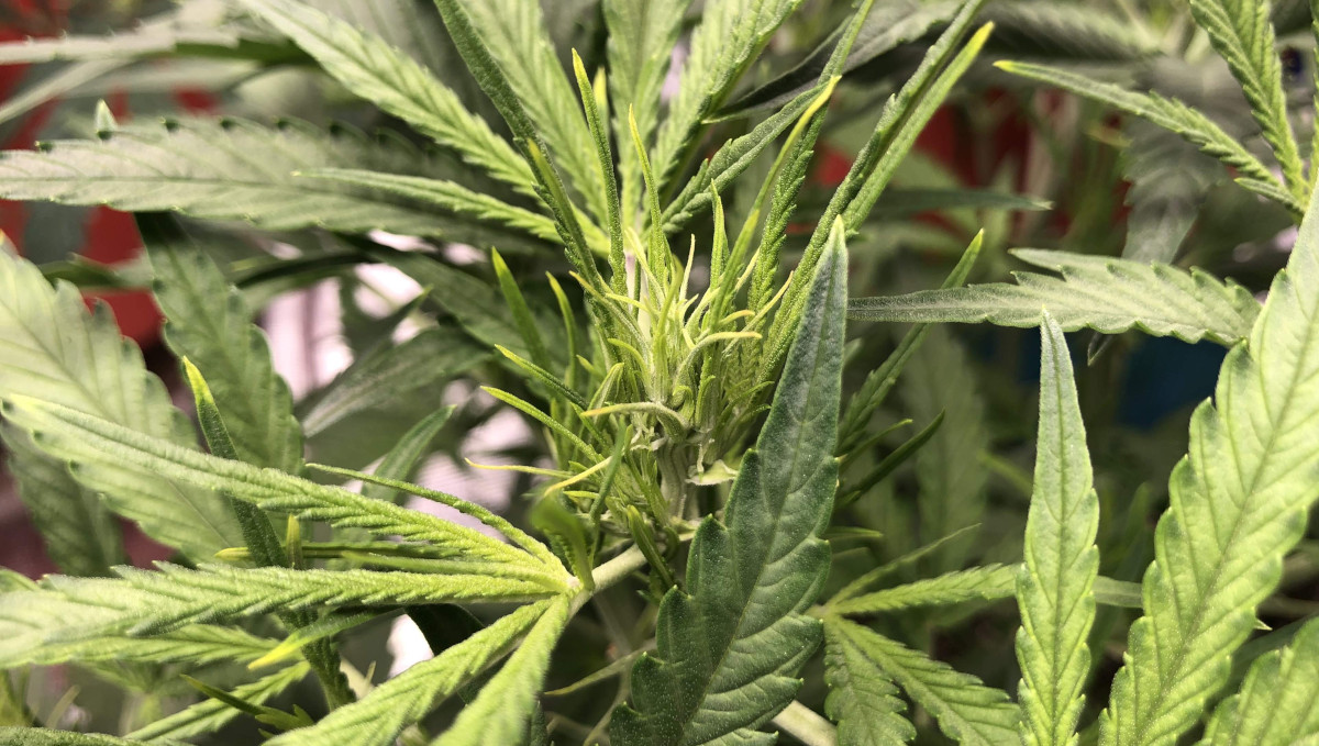 Gelato Auto Cannabis Strain Week-by-Week Guide: A close-up of a marijuana top about to begin flowering Gelato Auto Cannabis Strain Week-by-Week Guide: A close-up of a marijuana top about to begin flowering