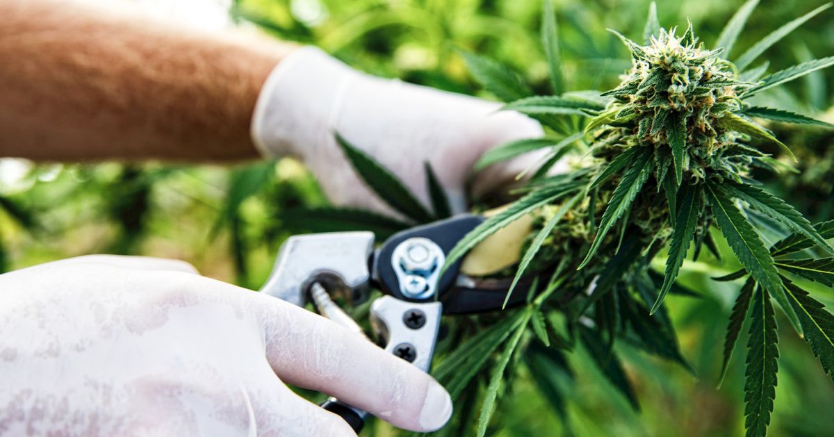 How To Maintain A Perpetual Harvest: harvesting How To Maintain A Perpetual Harvest: harvesting