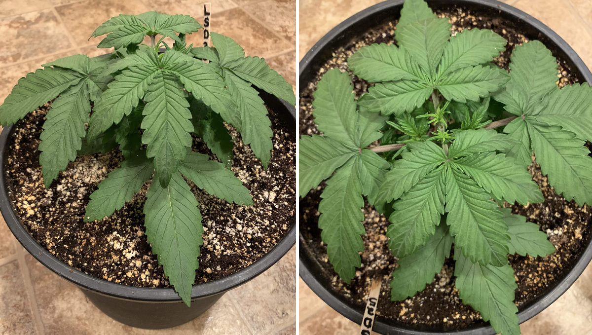 Basics of growing autos in soil: week 2