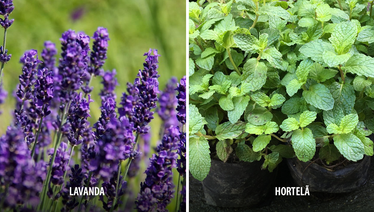 Plantas companheiras para cannabis: deterrentes