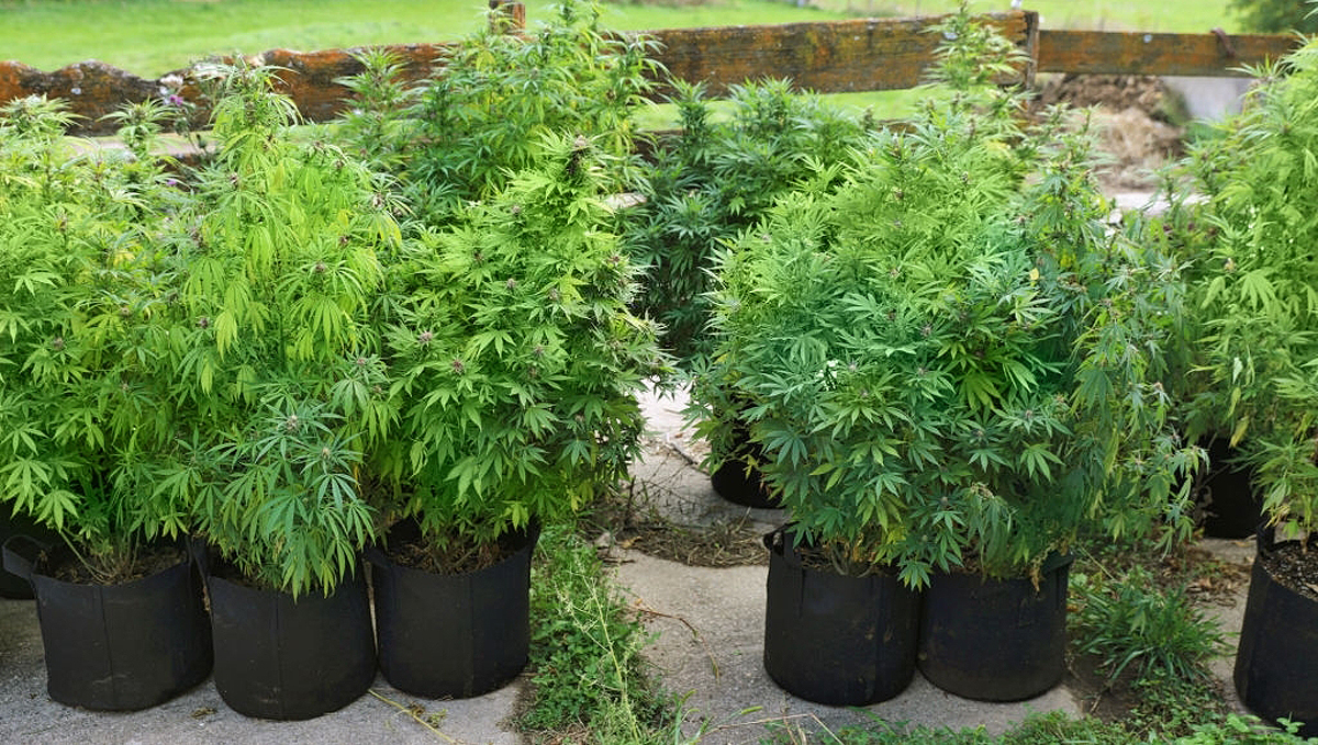 9 time-saving tips: grow outdoors