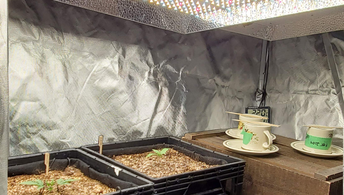 Gelato Auto Cannabis Strain Week-by-Week Guide: Two small weed plants in grow bags placed inside milk crates in a tent under a LED light Gelato Auto Cannabis Strain Week-by-Week Guide: Two small weed plants in grow bags placed inside milk crates in a tent under a LED light