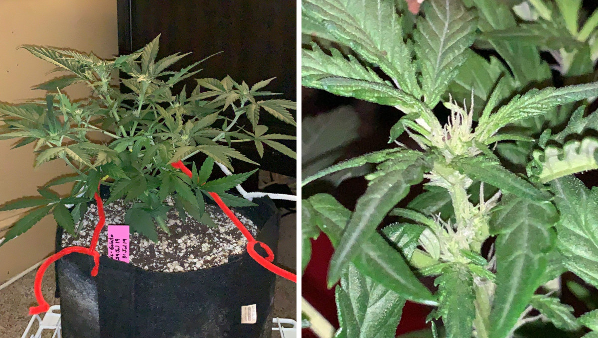 Gelato Auto Cannabis Strain Week-by-Week Guide: An LSTd autoflower with first female hairs Gelato Auto Cannabis Strain Week-by-Week Guide: An LSTd autoflower with first female hairs