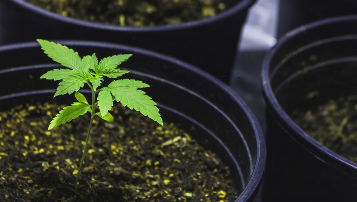 Growing cannabis in soil