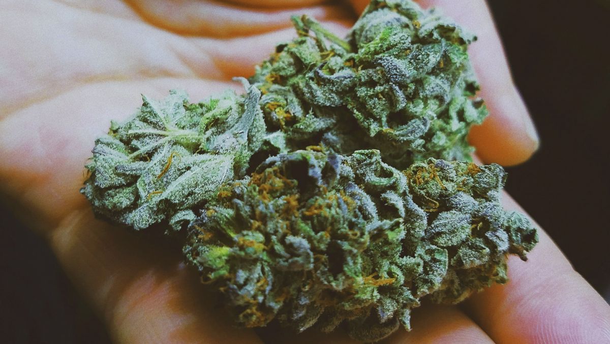 CBN aids sleep, boosts appetite, prevents glaucoma and more!