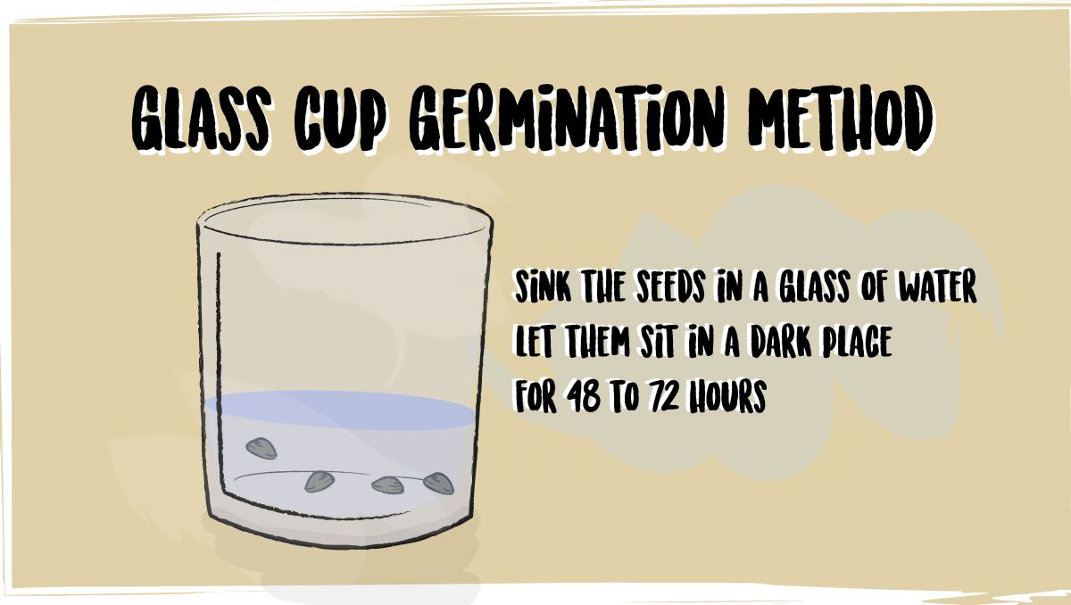 Pěstování samonakvétacího konopí venku: klíčení semen Pěstování samonakvétacího konopí venku: klíčení semen