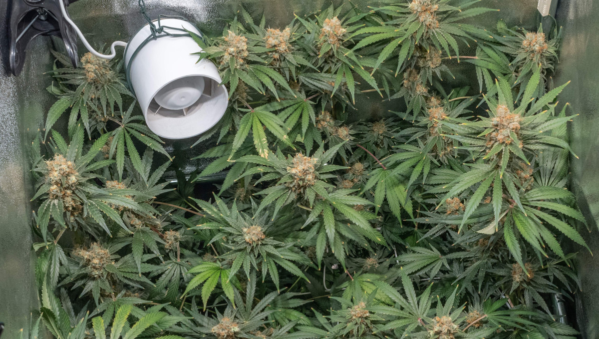 Gorilla Cookies Auto, guía semanal de la variedad: Un ventilador puesto en un jardín de marihuana interior Gorilla Cookies Auto, guía semanal de la variedad: Un ventilador puesto en un jardín de marihuana interior