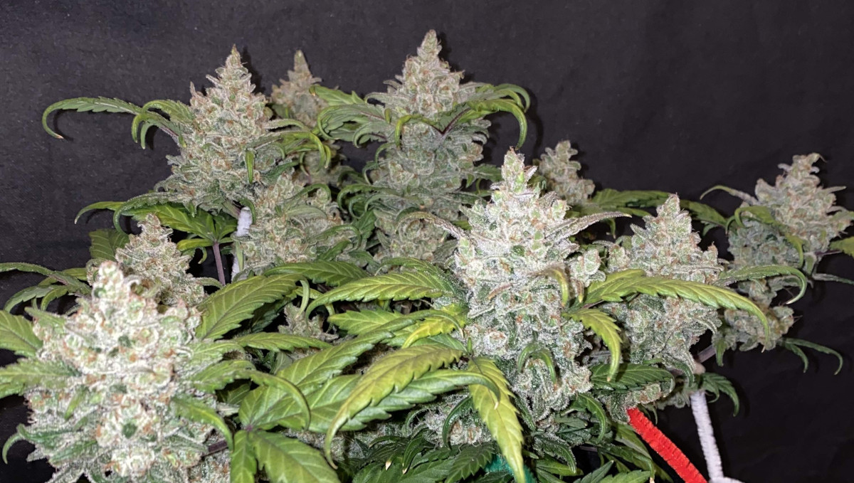 Gelato Auto Cannabis Strain Week-by-Week Guide: Very frosty autoflower buds grown indoors Gelato Auto Cannabis Strain Week-by-Week Guide: Very frosty autoflower buds grown indoors