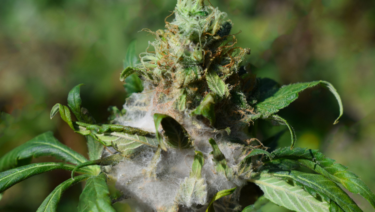 Botrytis on Cannabis plant
